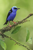 Image. Türkisnaschvogel