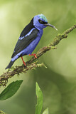 Image. Türkisnaschvogel