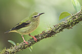 Image. Türkisnaschvogel