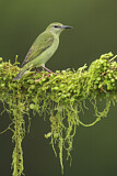 Image. Türkisnaschvogel