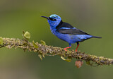 Image. Türkisnaschvogel