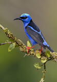 Image. Türkisnaschvogel