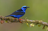 Image. Türkisnaschvogel