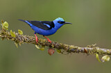 Image. Türkisnaschvogel