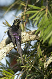 Image. Tacazze Sunbird