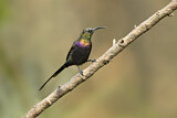 Image. Tacazze Sunbird