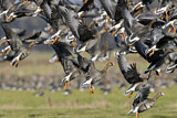 Image. Taiga Bean Goose & Greater White-fronted Goose