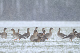 Image. Taiga Bean Goose & Greater White-fronted Goose