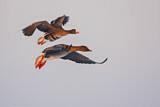Image. Taiga Bean Goose & Greater White-fronted Goose