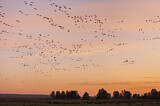 Image. Taiga Bean Goose & Greater White-fronted Goose
