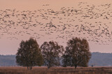 Image. Taiga Bean Goose & Greater White-fronted Goose