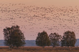 Image. Taiga Bean Goose & Greater White-fronted Goose