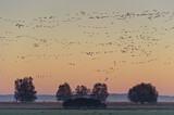Image. Taiga Bean Goose & Greater White-fronted Goose