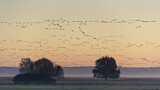 Image. Taiga Bean Goose & Greater White-fronted Goose