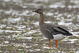 Image. Taiga Bean Goose