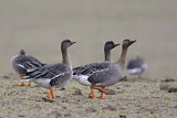 Image. Taiga Bean Goose