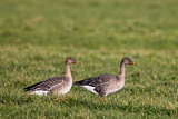 Image. Taiga Bean Goose