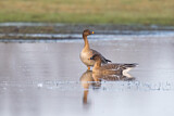 Image. Taiga Bean Goose
