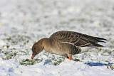 Image. Taiga Bean Goose