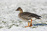 Image. Taiga Bean Goose