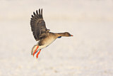 Image. Taiga Bean Goose