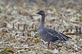 Image. Taiga Bean Goose