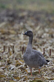Image. Taiga Bean Goose
