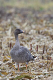 Image. Taiga Bean Goose