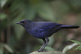 Image. Taiwan Whistling Thrush