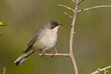 Image. Tamariskengrasmücke
