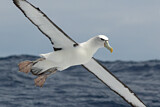 Image. Tasmanalbatros