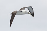 Image. Tasmanalbatros
