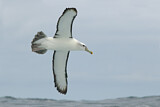 Image. Tasmanalbatros