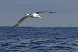 Image. Tasmanalbatros