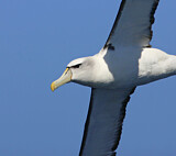 Image. Tasmanalbatros