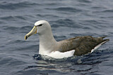 Image. Tasmanalbatros