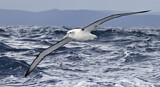 Image. Tasmanalbatros