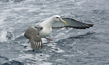 Image. Tasmanalbatros