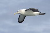 Image. Tasmanalbatros