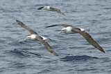 Image. Tasmanalbatros