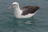 Image. Tasmanalbatros