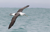 Image. Tasmanalbatros