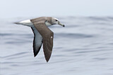 Image. Tasmanalbatros
