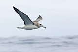 Image. Tasmanalbatros