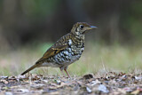 Image. Tasmanerddrossel