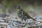 Image. Tasmanerddrossel