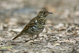 Image. Tasmanerddrossel