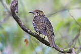 Image. Tasmanerddrossel