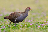 Image. Tasmanian Nativehen