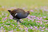 Image. Tasmanian Nativehen